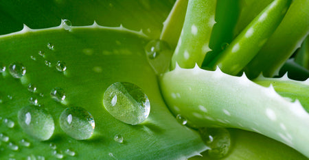Cactus Extract